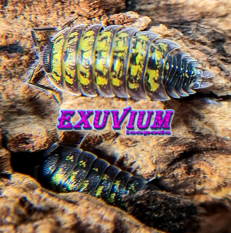 porcellio spec alanya, yellow dots, isopods for sale, in stock, available
