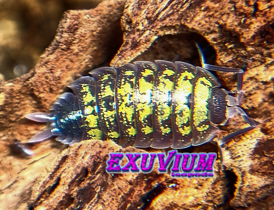 porcellio spec alanya, yellow dots, isopods for sale, in stock, available