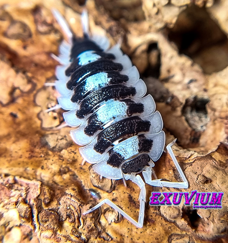 Porcellio succinctus black ribs, BR, isopods for sale, in stock, available