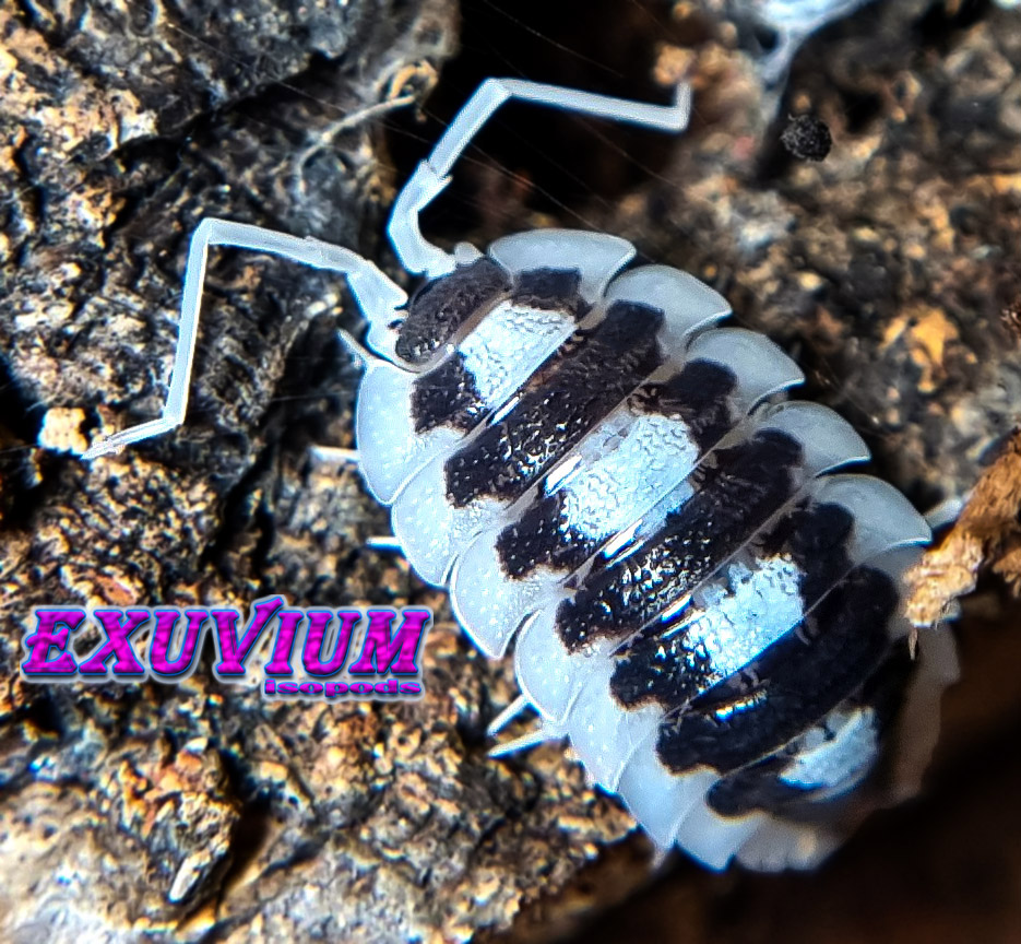 Porcellio succinctus black ribs, BR, isopods for sale, in stock, available