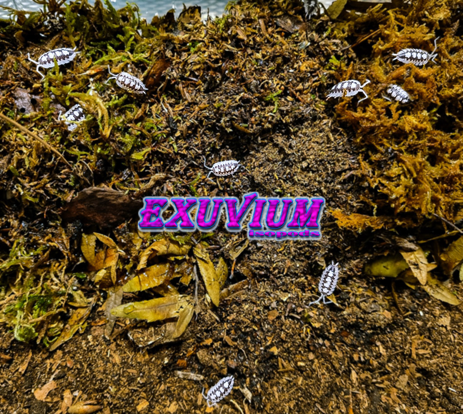 Porcellio succinctus black ribs, BR, isopods for sale, in stock, available