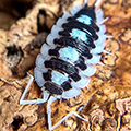 Porcellio succinctus black ribs, isopods for sale