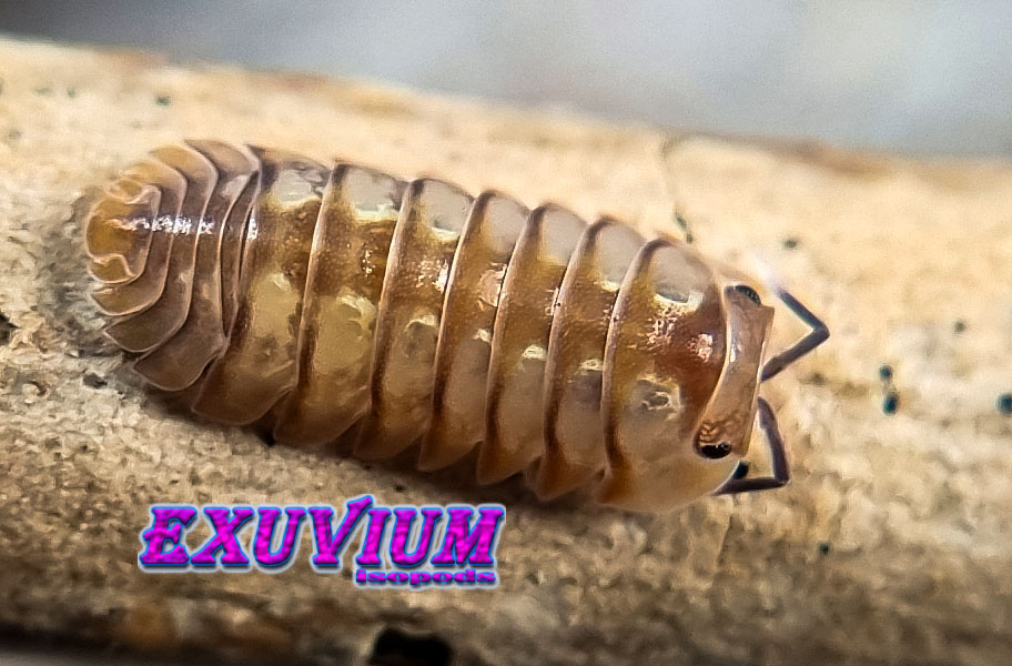 isopoda sp dream, isopods for sale, in stock, available