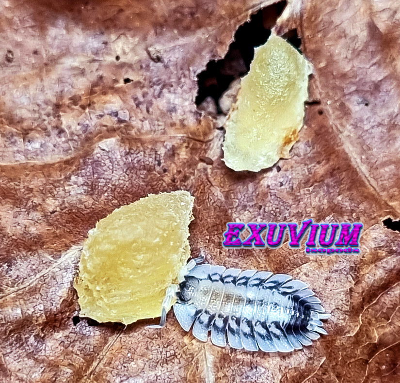 Porcellio werneri silverback isopod munching on pieces of pineapple fruit bites.