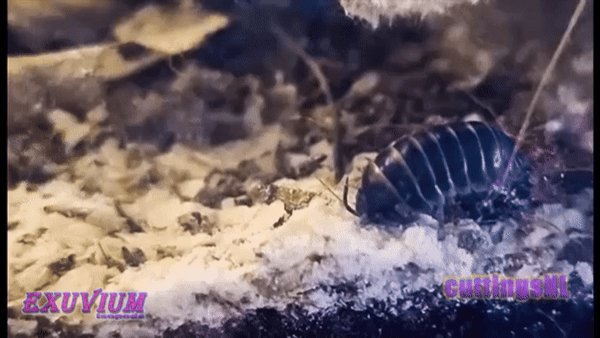 food for isopods, isopod chow, what to feed my isopods, what do isopods eat
