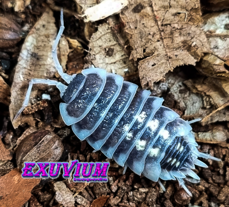 Porcellio pseudornatus zebra, ornatus, isopods for sale, in stock, available