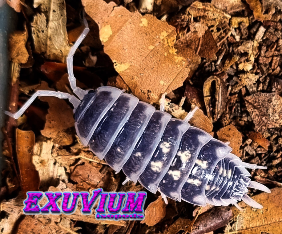 Porcellio pseudornatus zebra, ornatus, isopods for sale, in stock, available