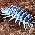 porcellio pseudornatus zebra, ornatus, isopods for sale