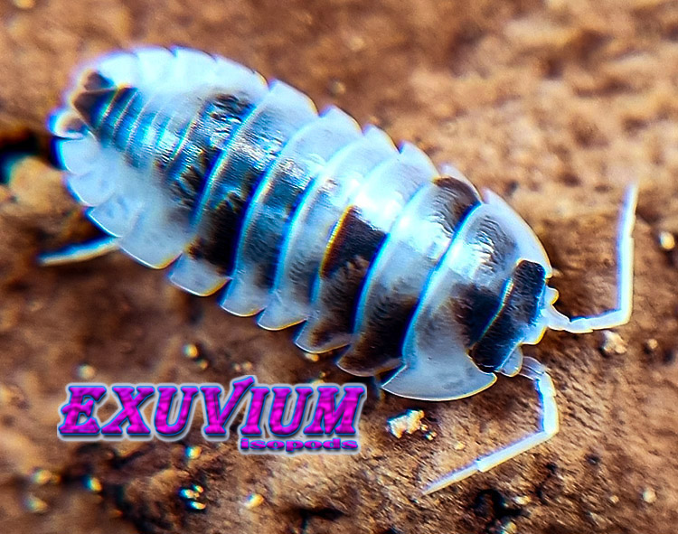 Armadillidium nasatum dalmatian, dalmation, isopods for sale, in stock, available