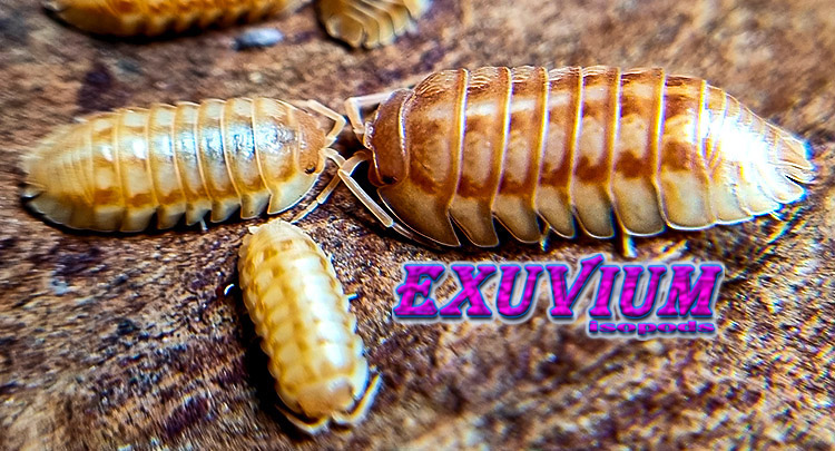 Armadillidium nasatum peach, isopods for sale, in stock, available