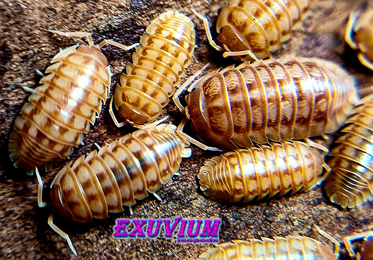 Armadillidium nasatum peach, isopods for sale, in stock, available