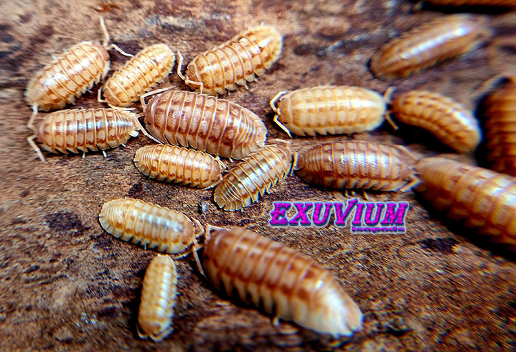 Armadillidium nasatum peach, isopods for sale, in stock, available