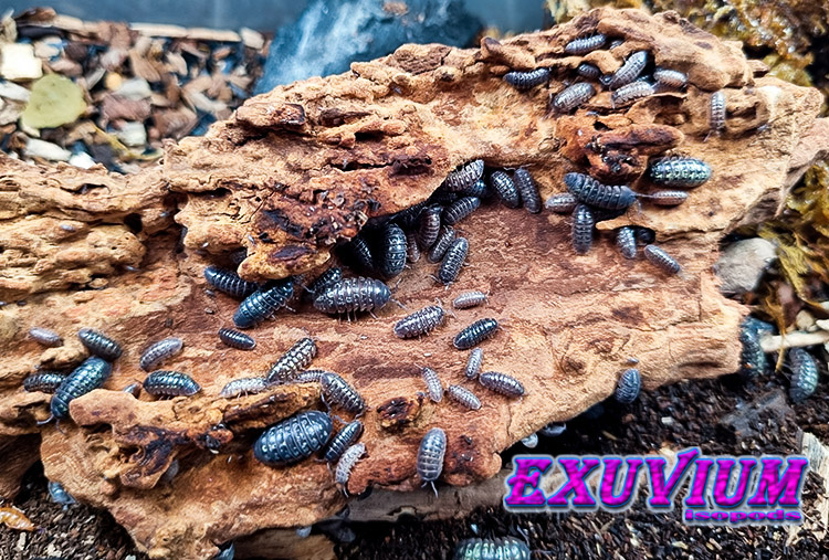 Armadillidium simoni, isopods for sale