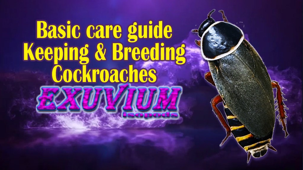 basic care guide for keeping and breeding pet roaches