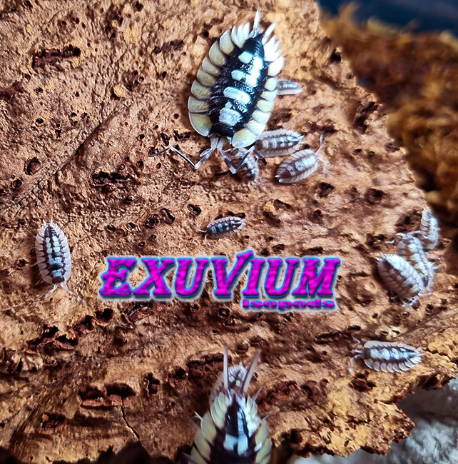 Porcellio expansus senia, isopods for sale