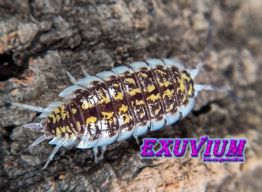 Porcellio haasi bardenas, isopods for sale