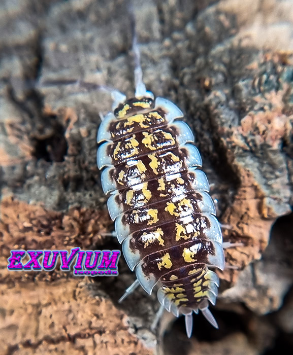 Porcellio haasi bardenas, isopods for sale