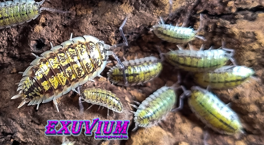 Porcellio haasi bardenas, isopods for sale