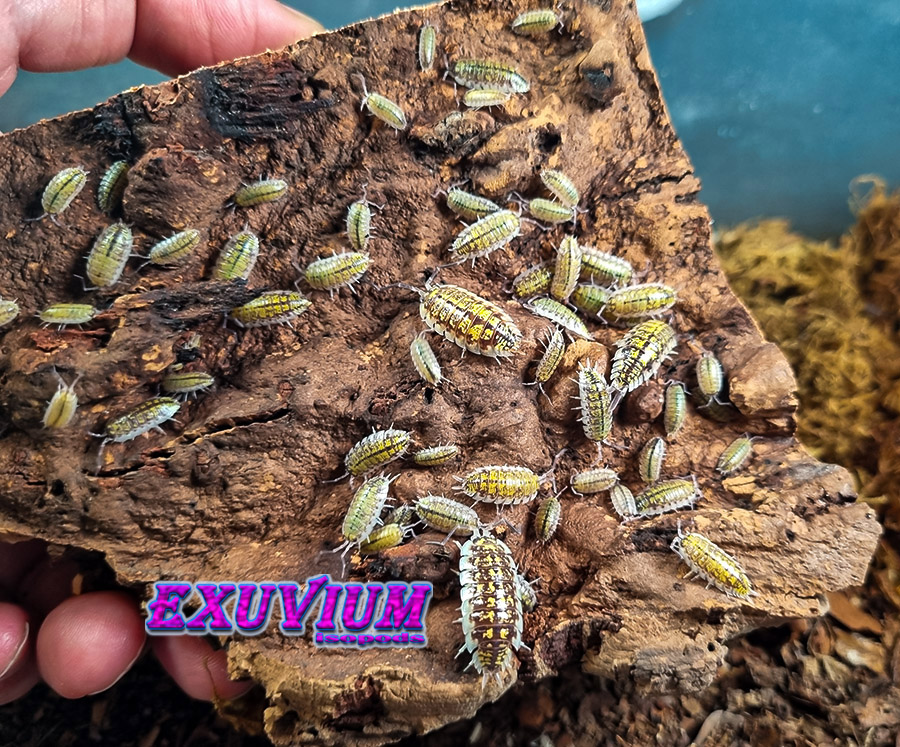 Porcellio haasi bardenas, isopods for sale