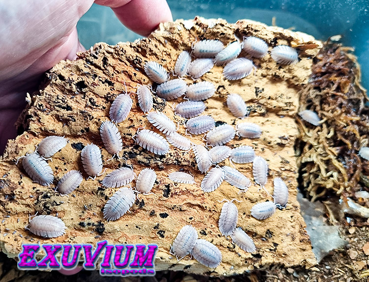 Porcellio spatulatus white, whiteout, isopods for sale, available, in stock
