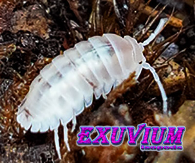 Armadillidium nasatum white, isopods for sale, in stock, available