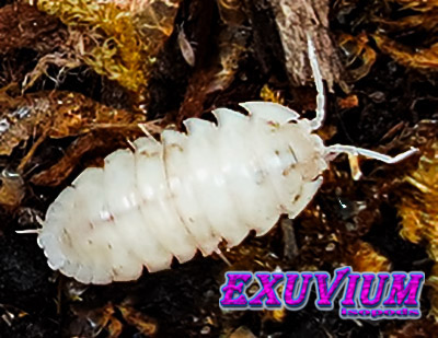 Armadillidium nasatum white, isopods for sale, in stock, available