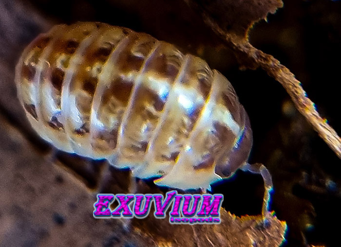 Armadillidium vulgare mocca, isopods for sale, available, in stock