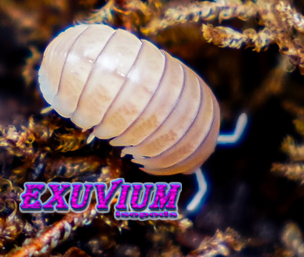 Armadillo officinalis white pina, isopods for sale, in stock, available