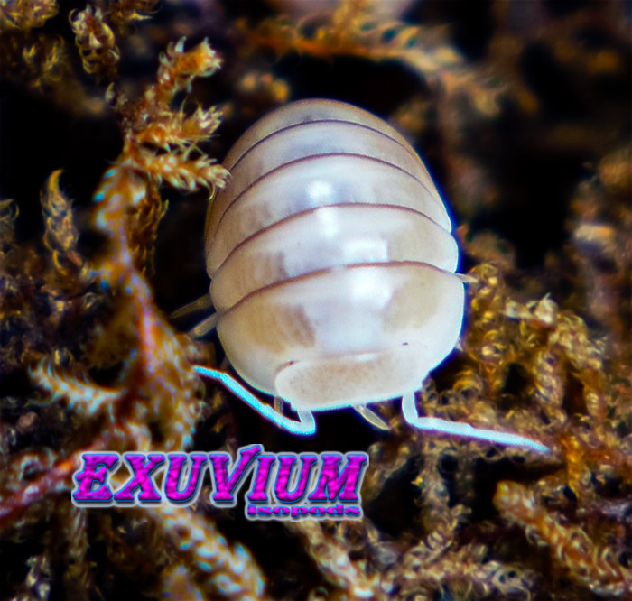 Armadillo officinalis white pina, isopods for sale, in stock, available
