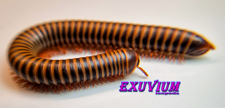 Atopochetus spinimargo, millipedes for sale, in stock, available