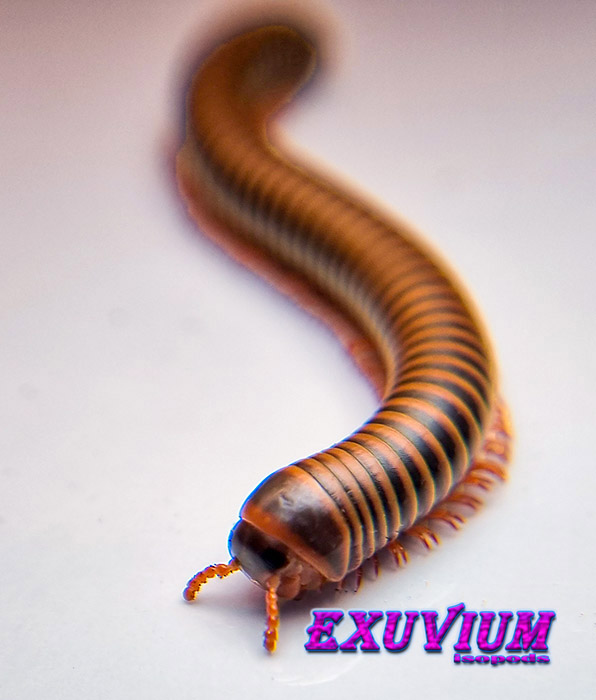 Atopochetus spinimargo, millipedes for sale, in stock, available