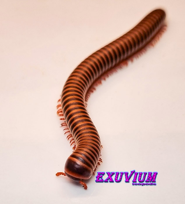 Atopochetus spinimargo, millipedes for sale, in stock, available