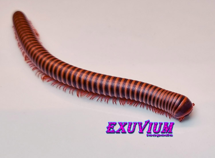 Atopochetus spinimargo, millipedes for sale, in stock, available