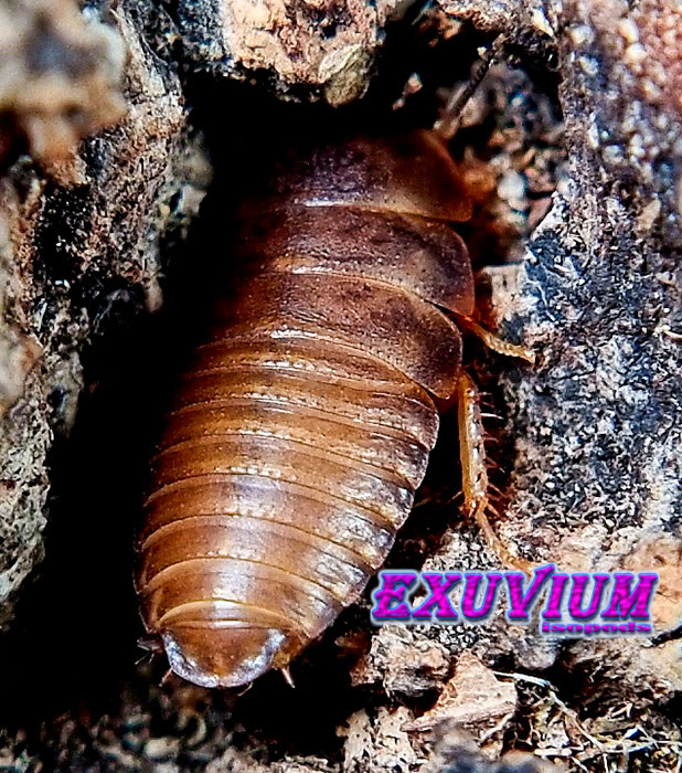 eublaberus marajoara, roaches, nymphs for sale, available, in stock