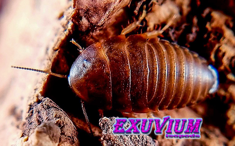 eublaberus marajoara, roaches, nymphs for sale, available, in stock