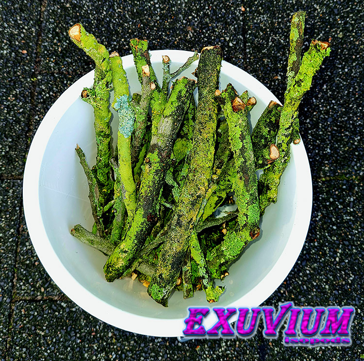 lichen sticks, twigs, branches for isopods, korstmos voor pissebedden, Flechten für Asseln, lichen pour isopodes, lichene per isopodi, liquen para isópodos, λειχήνα για ισόποδα, available, for sale, in stock