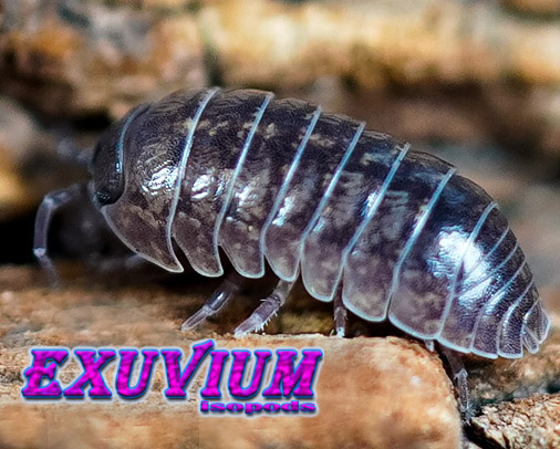 Armadillidium arcangelii, arcangeli's pill woodlouse, isopods for sale, in stock, available