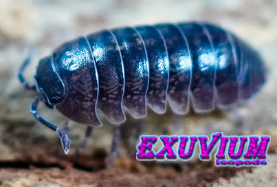Armadillidium arcangelii, arcangeli's pill woodlouse, isopods for sale, in stock, available