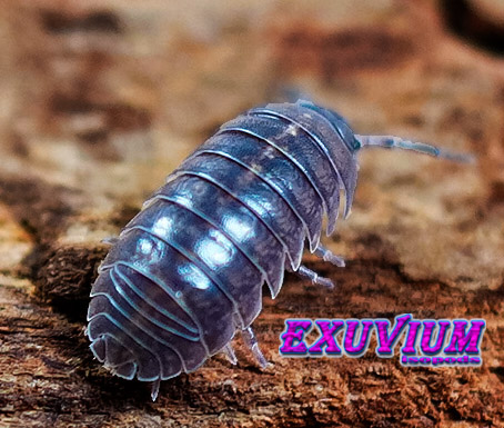 Armadillidium arcangelii, arcangeli's pill woodlouse, isopods for sale, in stock, available