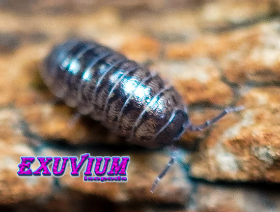 Armadillidium arcangelii, arcangeli's pill woodlouse, isopods for sale, in stock, available