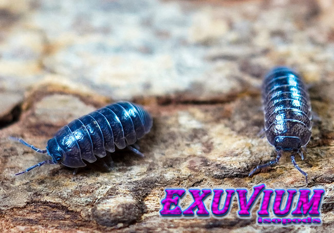 Armadillidium arcangelii, Arcangeli's Pill Woodlouse, isopods for sale, in stock, available