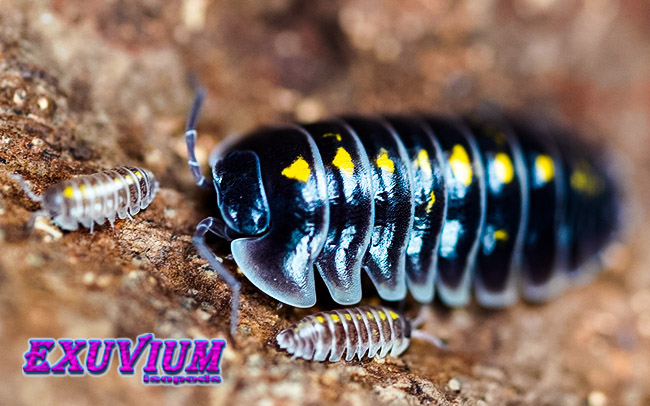 Armadillidium germanicum Adige valley, isopods for sale, in stock, available