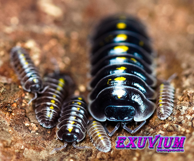Armadillidium germanicum Adige valley, isopods for sale, in stock, available
