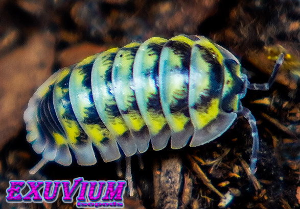 Armadillidium gestroi ‘Milky Way Yellow’ SALE 🔥 – Exuvium Isopods