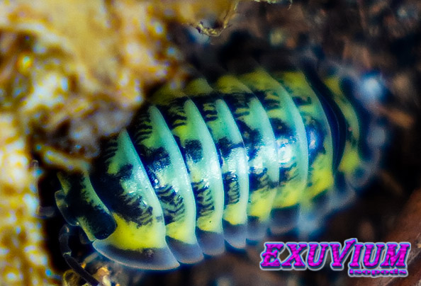 Armadillidium gestroi milky way yellow, isopods for sale, in stock, available