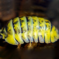 Armadillidium gestroi milky way yellow, isopods for sale