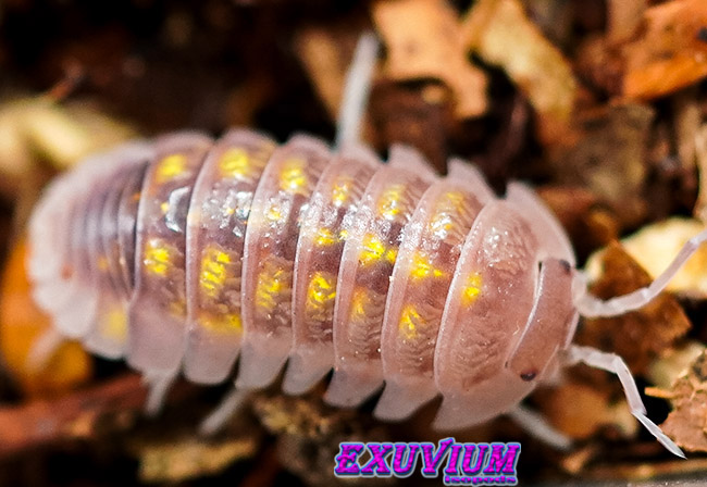 Armadillidium granulatum soft orange, isopods for sale, in stock, available