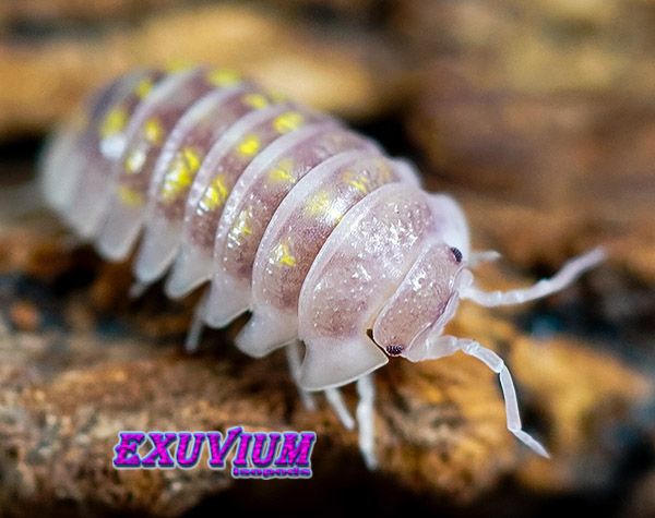 Armadillidium granulatum soft orange, isopods for sale, in stock, available