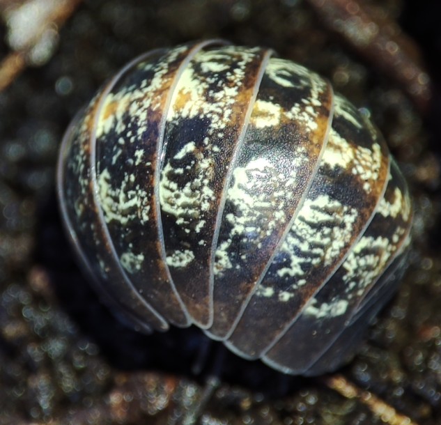 Isopods for Beginners – Exuvium Isopods