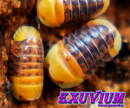 Three small, segmented Cubaris Rubber Ducky isopods with yellow and brown patterned shells resting on a textured, earthy brown surface, with an Exuvium isopods logo in the corner.